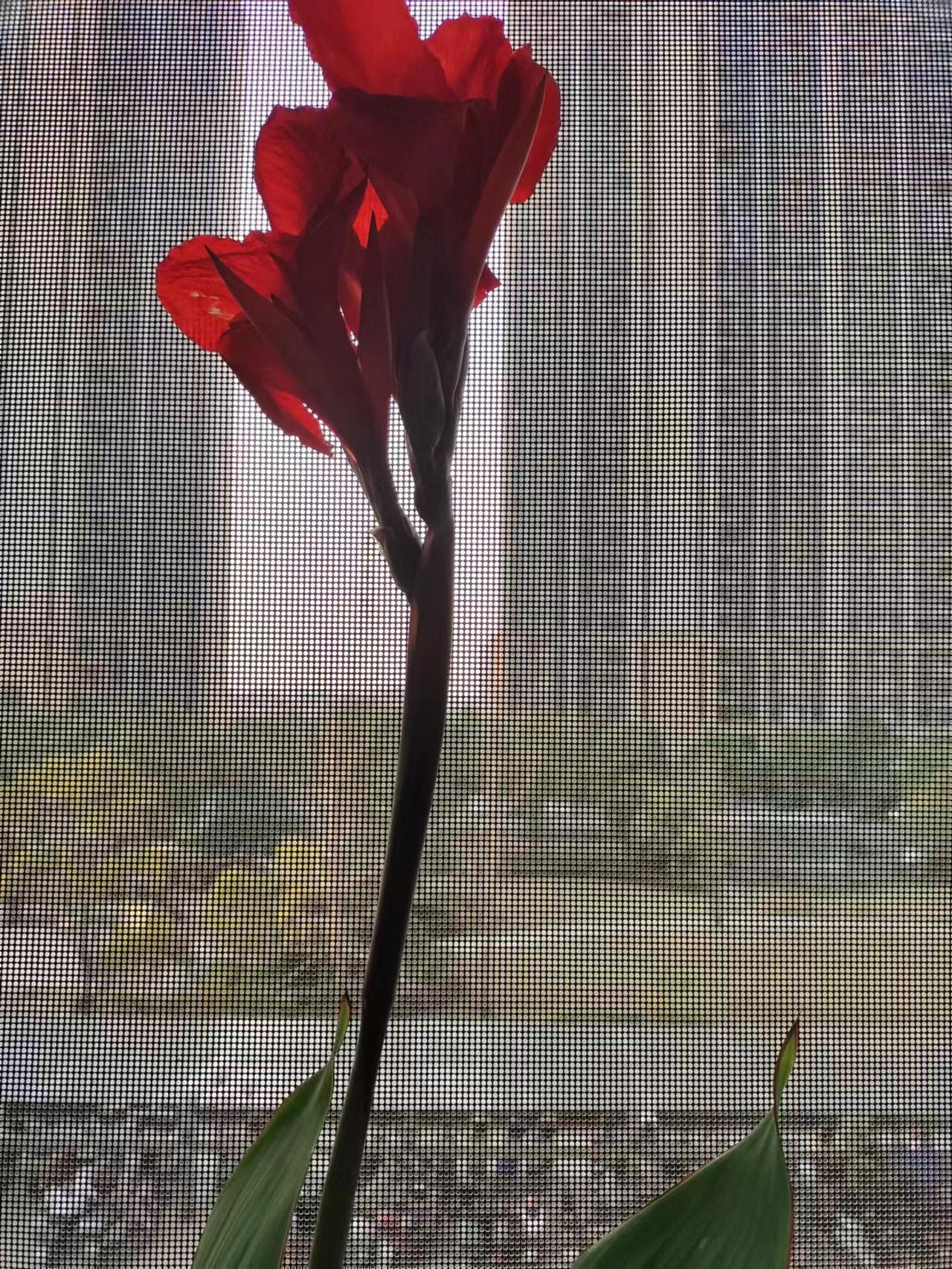 逐梦花开是什么意思